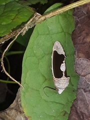 Gonodonta
