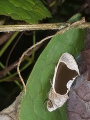 Gonodonta