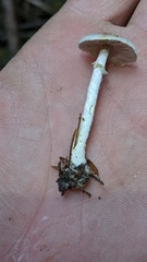 Agaricus diminutivus