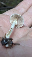 Agaricus diminutivus