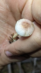 Agaricus diminutivus