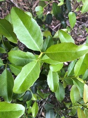 Denhamia bilocularis