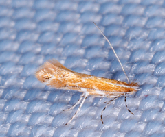 Cremastobombycia solidaginis