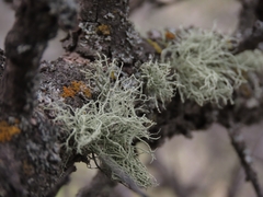 Usnea