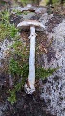 Agaricus diminutivus