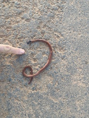 Tantilla