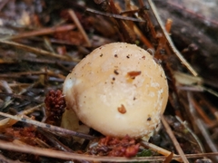 Amanita persicina