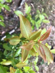 Denhamia bilocularis