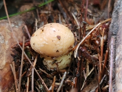 Amanita persicina