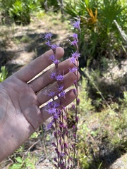 Liatris
