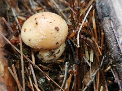 Amanita persicina