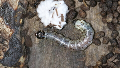 Scolecocampa liburna