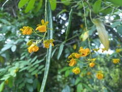 Senna