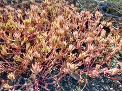 Sedum