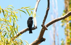 Knipolegus aterrimus