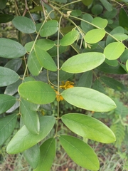 Senna