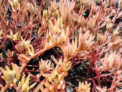 Sedum