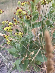 Solidago rigida
