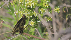 Battus polydamas psittacus