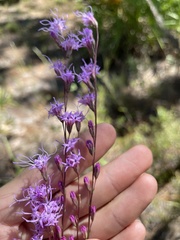Liatris