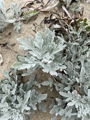 Artemisia stelleriana