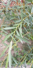 Salix viminalis