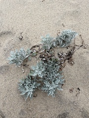 Artemisia stelleriana