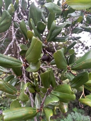 Rhamnaceae