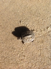 Malaclemys terrapin