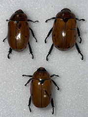 Pelidnota punctata