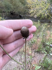 Rudbeckia laciniata