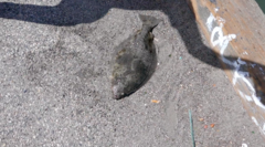 Paralichthys californicus