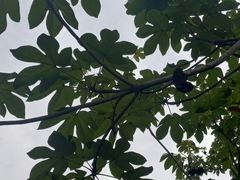 Sterculia apetala