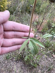 Rudbeckia laciniata