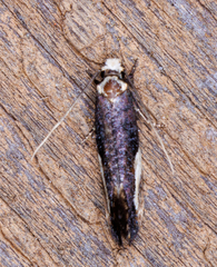 Monopis longella