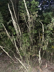 Amaranthus