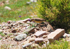 Sicalis olivascens