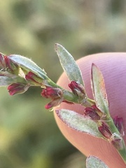 Polygonum aviculare