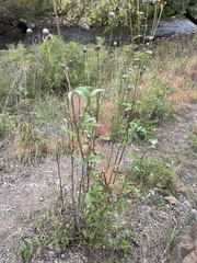 Rudbeckia laciniata