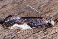 Monopis longella