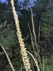 Amaranthus