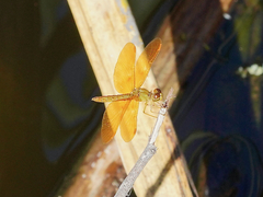 Perithemis intensa