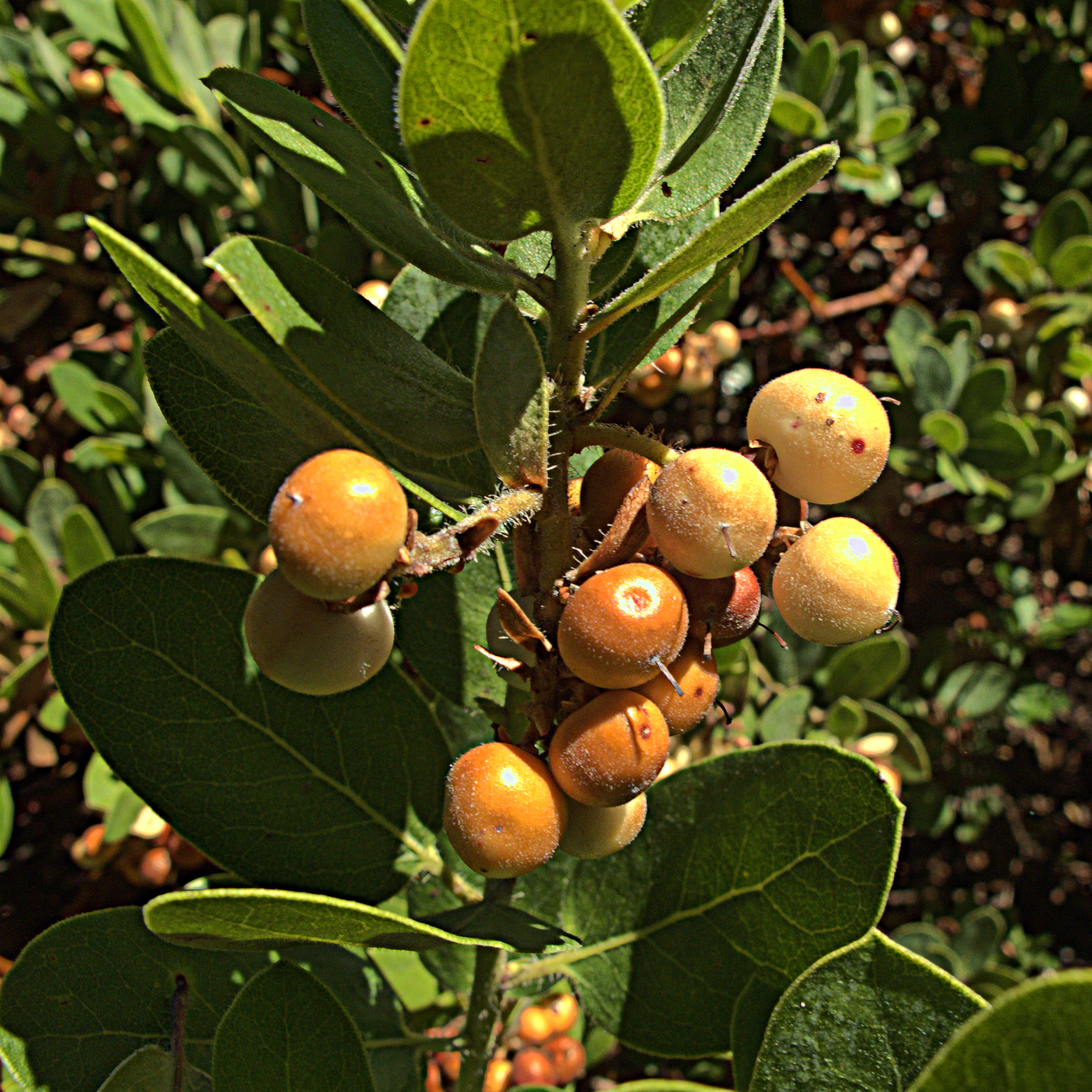 Arctostaphylos crustacea ssp. subcordata
