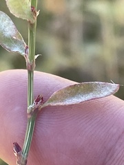Polygonum aviculare