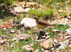 Sicalis olivascens