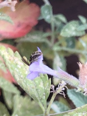 Lasioglossum fuscipenne