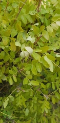 Caragana arborescens