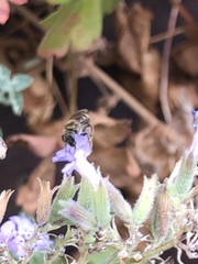 Lasioglossum fuscipenne