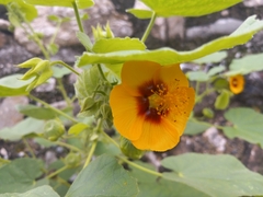 Malvaceae