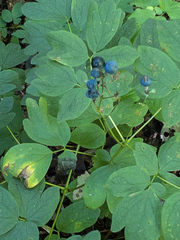 Caulophyllum thalictroides